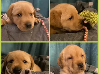 Labrador Retriever honden Labrador pups - Advertentie 4