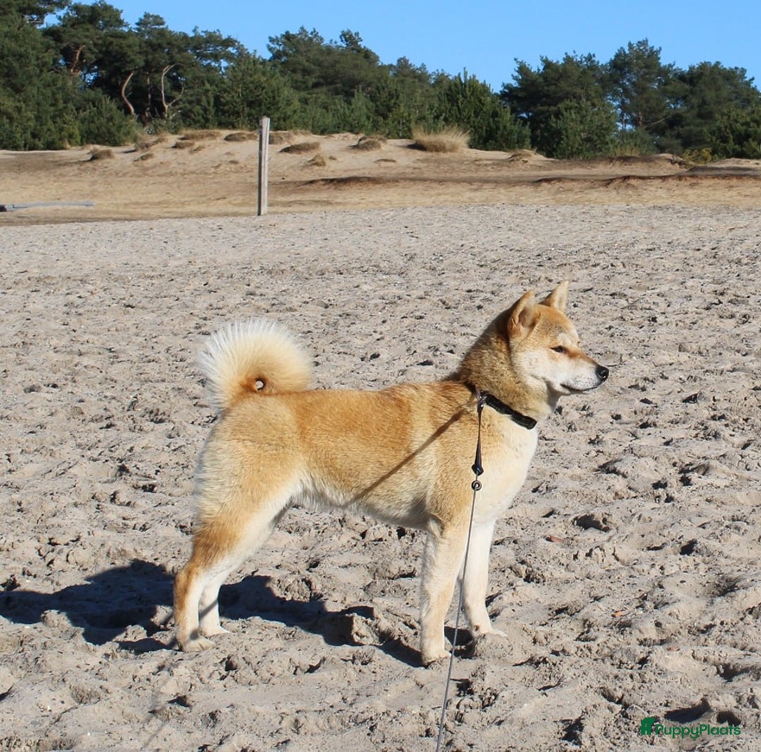 Shiba honden te koop: Shiba teefje met stamboom - Afbeelding 28