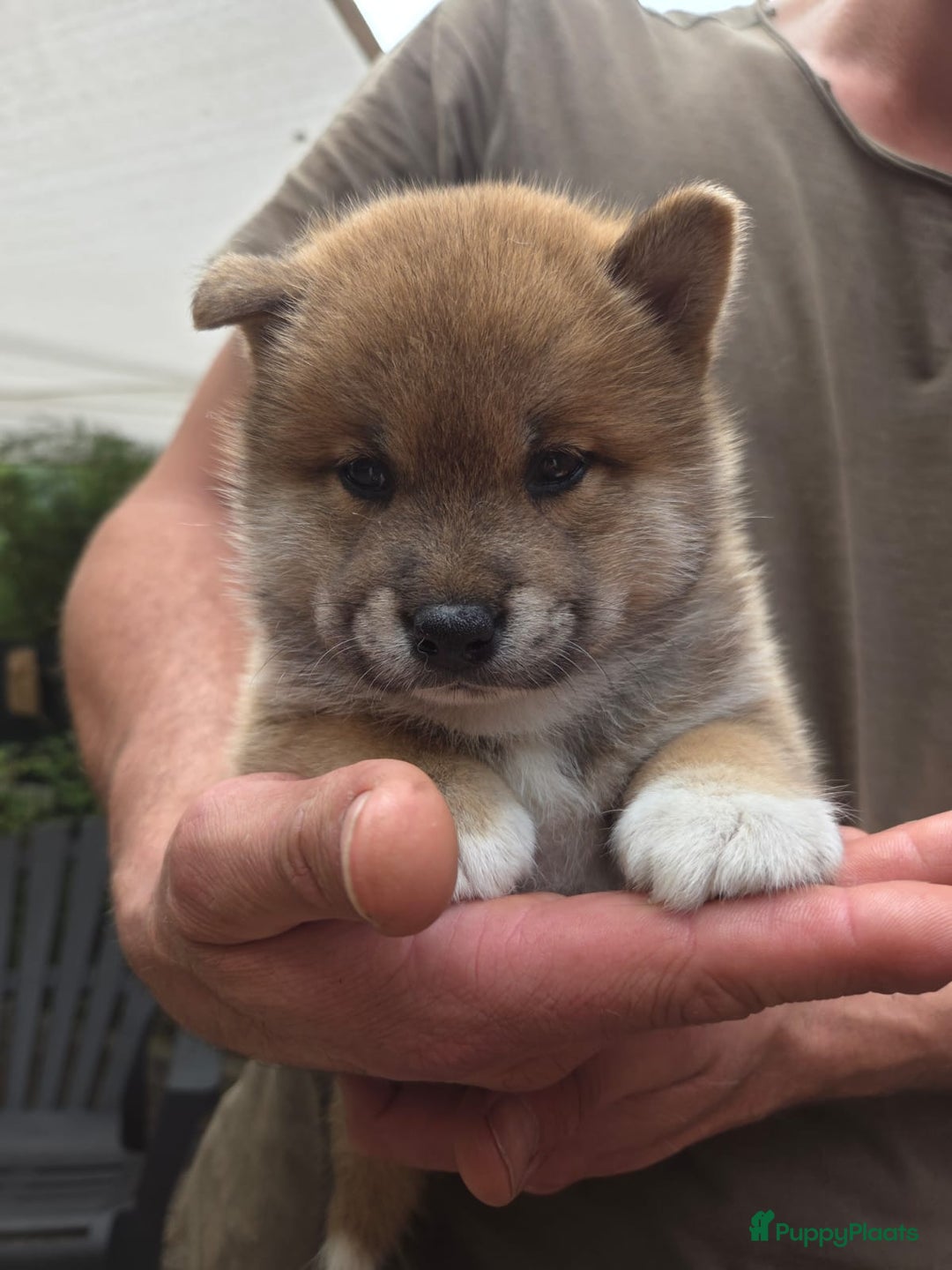Shiba honden te koop: Shiba Inu pups (nog 1 reutjes beschikbaar) - Afbeelding 4