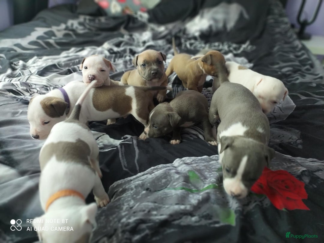 American Staffordshire Terriër honden te koop: American Staffordshire Terrier  - Afbeelding 1