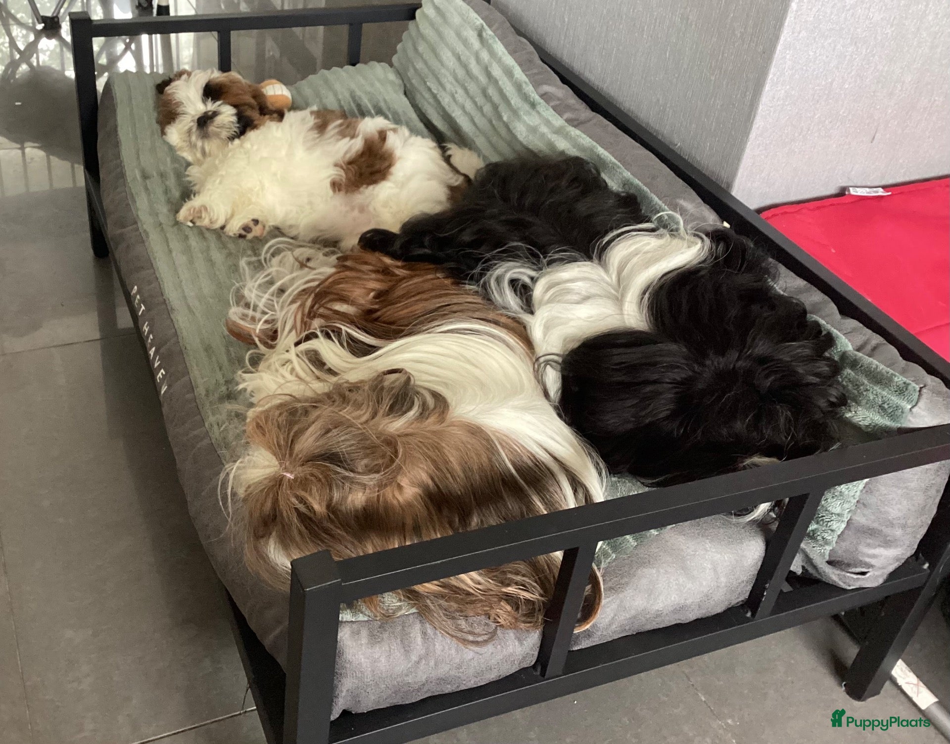 Shih Tzu honden te koop: Te koop teefje Shih tzu - Advertentie 11