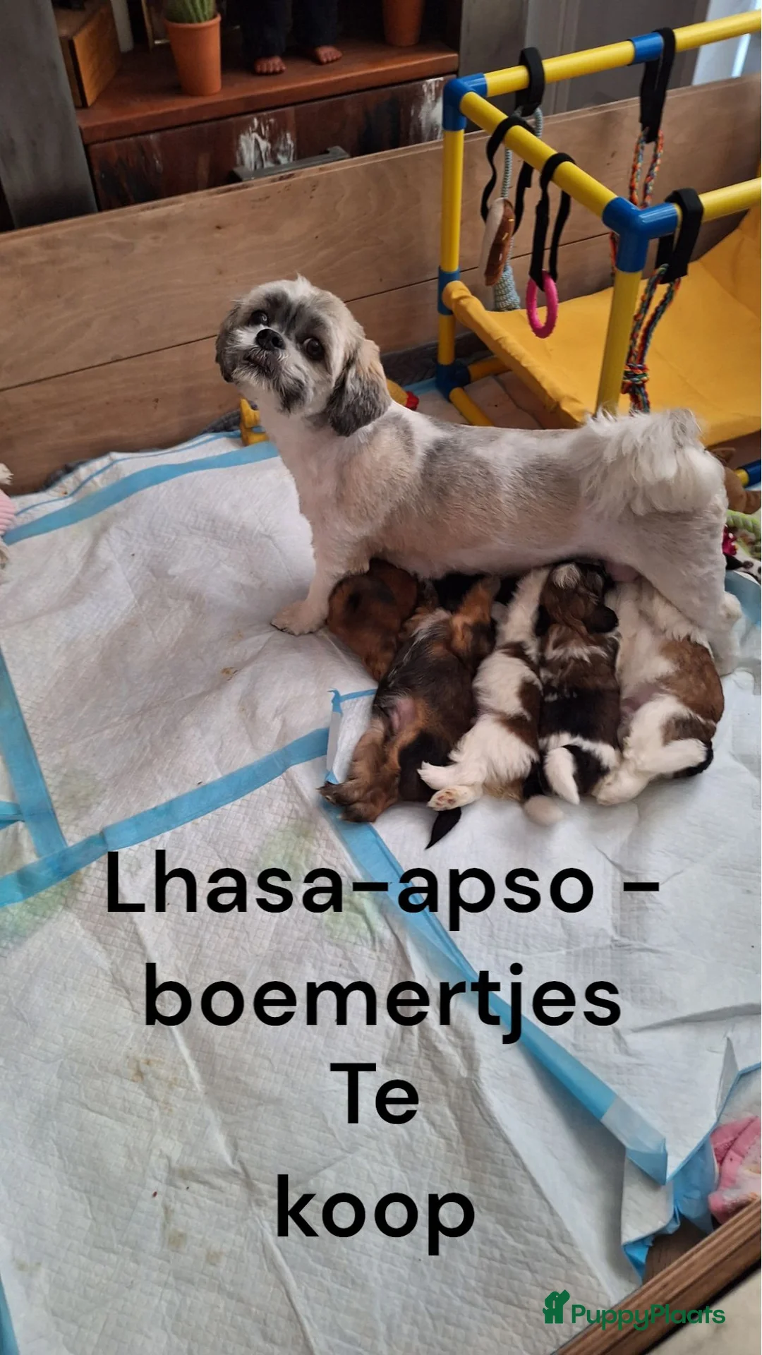 Kruising honden te koop: Lhasa-apso-Boemertjes - Advertentie 7