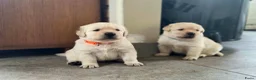 Labrador Retriever honden te koop: 3 reuen beschikbaar in Oostburg - Advertentie 2