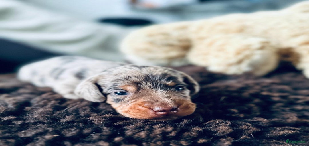 Galerij afbeelding {{count}}