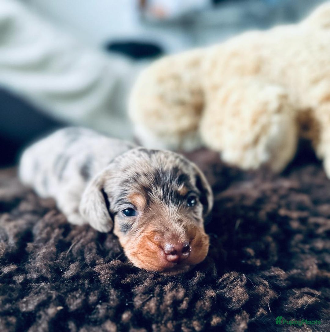 Galerij afbeelding {{count}}