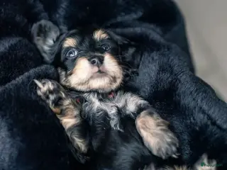 Kruising honden 🩷maltezer X dwergteckel💙 - Advertentie 12