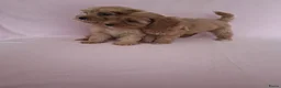Cavapoo honden te koop: cavapoo puppen beschikbaar - Advertentie 7
