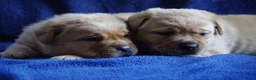 Labrador Retriever honden te koop: donkergeel/foxred labrador reutje - Advertentie 5