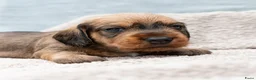 Ruwhaar Teckel honden te koop: Prachtige Ruwharige Teckel pups - Advertentie 9