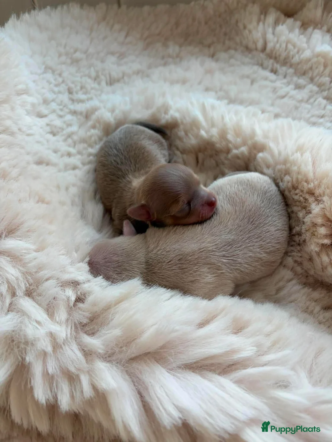 Chihuahua honden te koop: Mini chihuahua pups  - Advertentie 1
