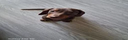 Teckel (korthaar)  honden te koop: Teckel  in Tilburg - Advertentie 6