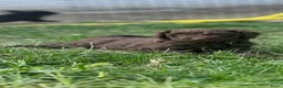 Australian Labradoodle honden te koop: Australian labradoodle puppy’s  - Advertentie 8