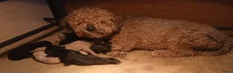 Labradoodle honden te koop: Mini labradoodle pups br/zw gemêleerd en 1 blond  - Advertentie 6