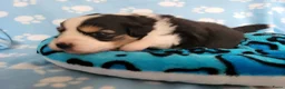 Australian Shepherd honden te koop: Australian Shepherd pupje met FCI stamboom - Advertentie 10