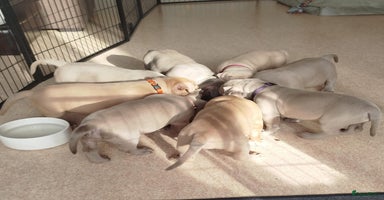 Amerikaanse Bully honden - Advertentie 5