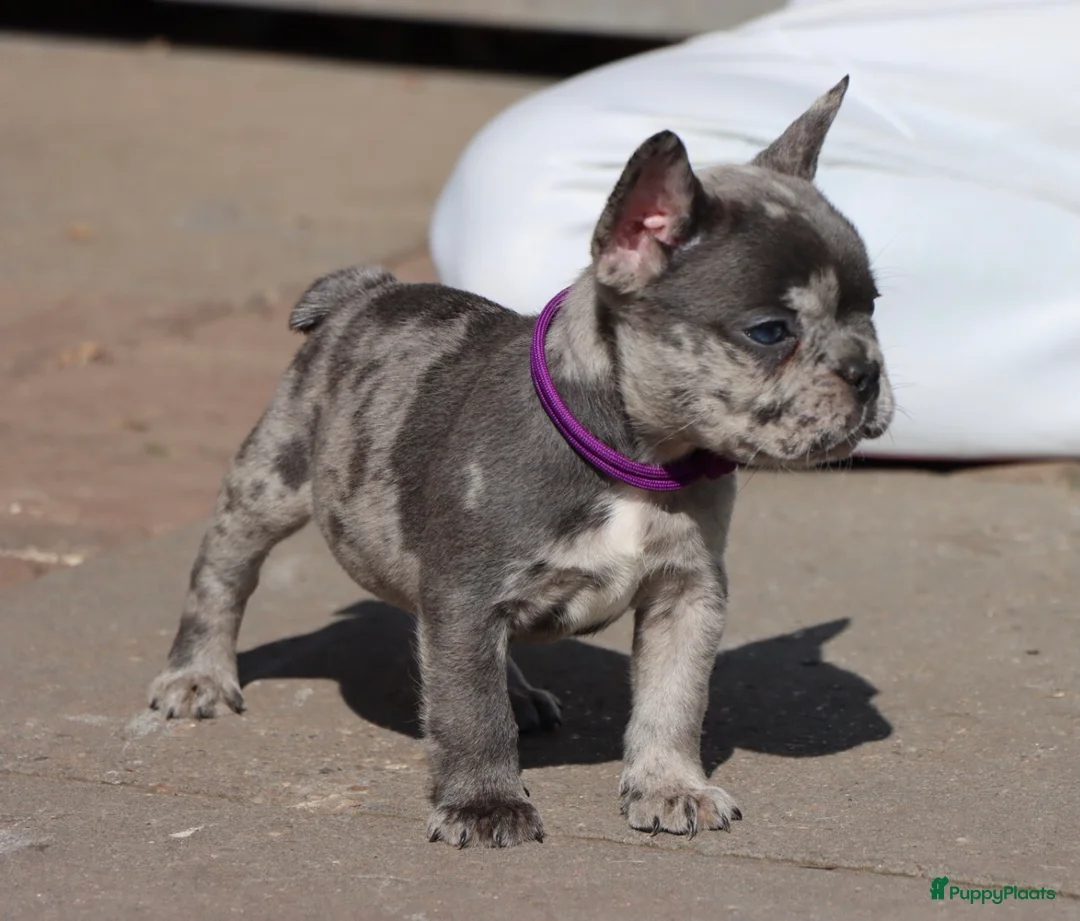Franse Bulldog honden te koop: Schitterende merle reutjes van geteste ouders. - Advertentie 2