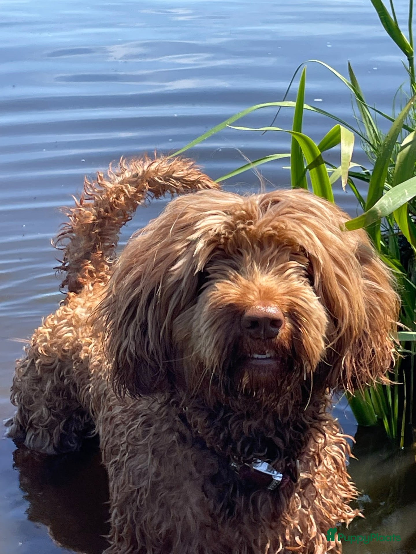 Australian Labradoodle honden te koop: Labradoodles teef, kleine medium chocolade bruin - Advertentie 1