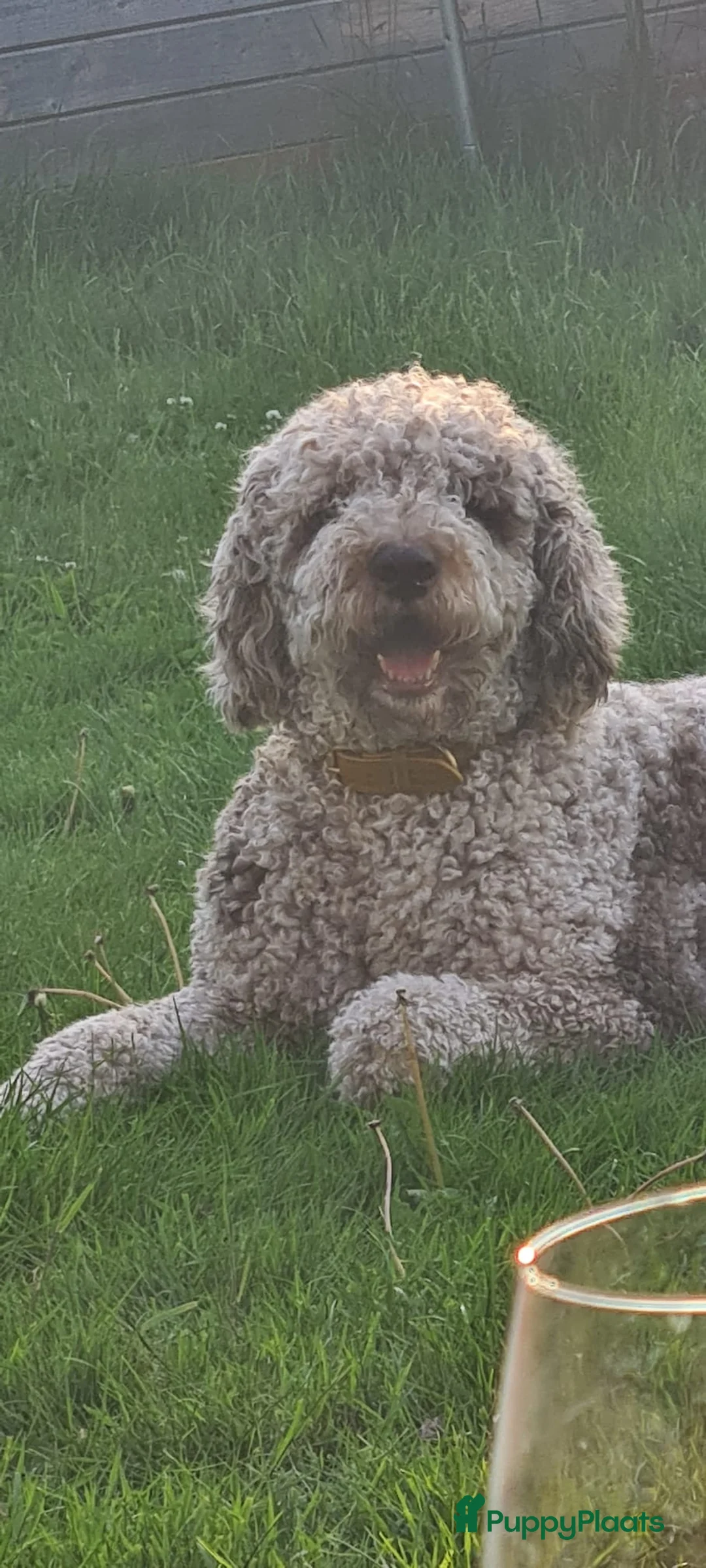 Goldendoodle honden ter dekking: Mooie Goldendoodle Dekreu  - Advertentie 2