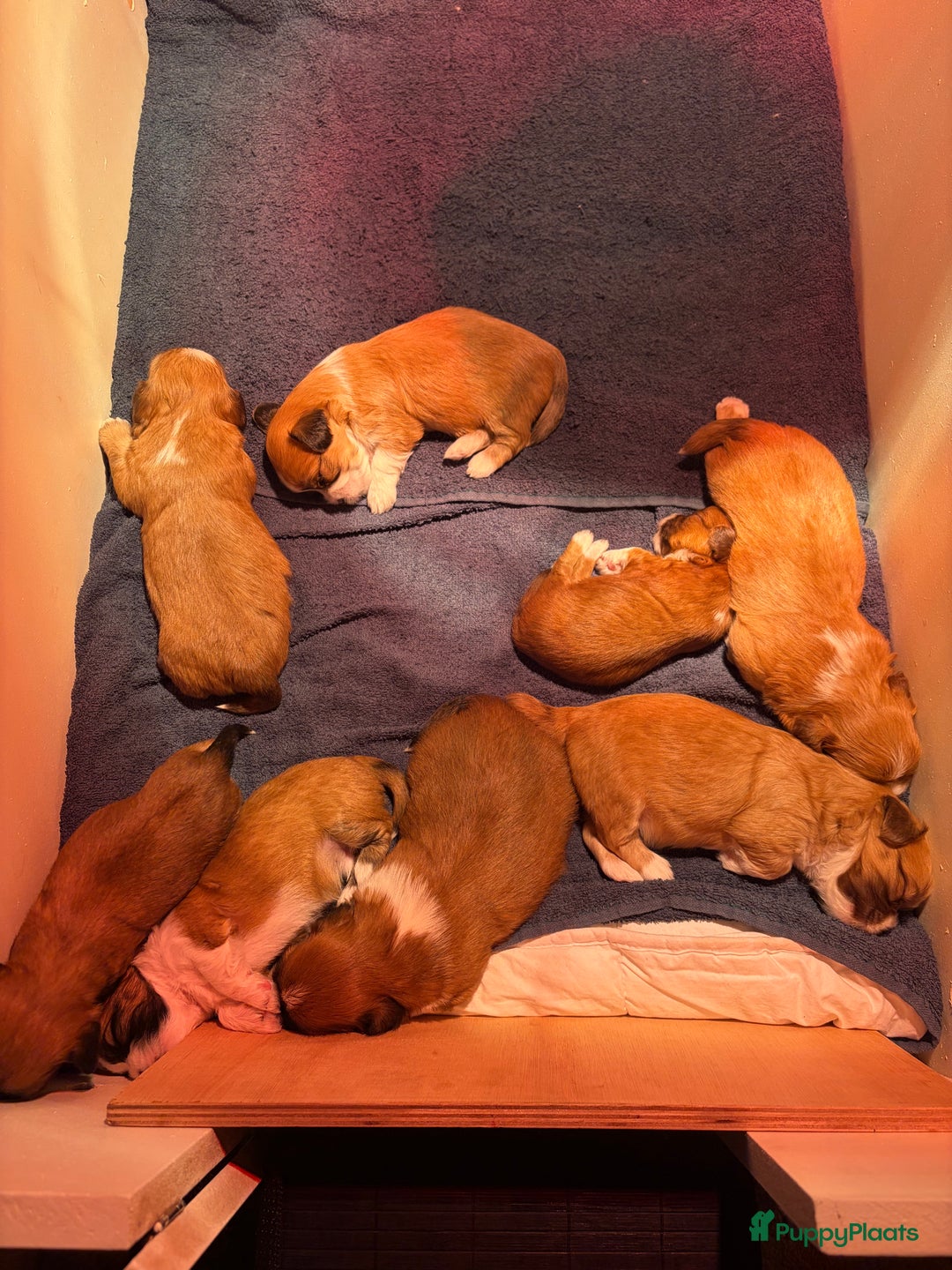 Boomer honden te koop: Heel lieve en prachtige 100% Boomer pups  - Advertentie 6