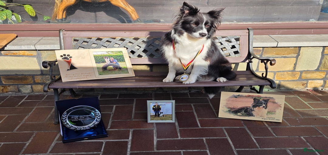 Galerij afbeelding {{count}}