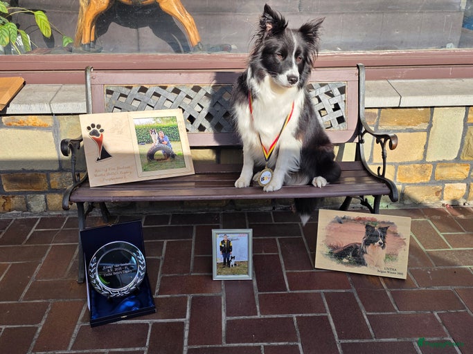 Galerij afbeelding {{count}}