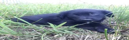 Kruising honden te koop: Prachtige Goldendoole X Friese Stabij pups - Advertentie 12