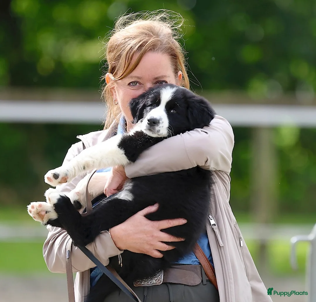 Galerij afbeelding {{count}}