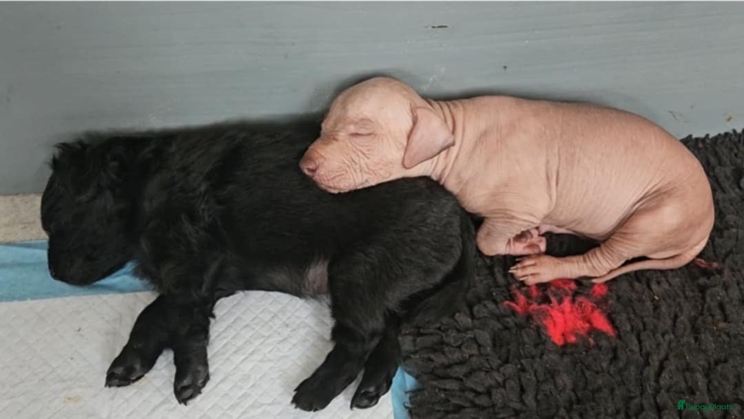 Mexicaanse Naakthond honden te koop: Mexicaanse Naakthond Miniatuur, Xolo, met vacht - Afbeelding 15