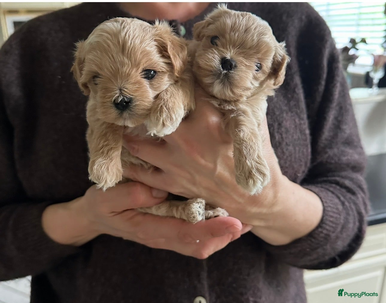 Maltipoo honden Prachtig crème gemêleerde Maltipooe F1 reutjes - Advertentie 9