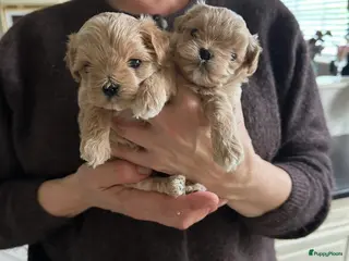 Maltipoo honden Prachtig crème gemêleerde Maltipooe F1 reutjes - Advertentie 1