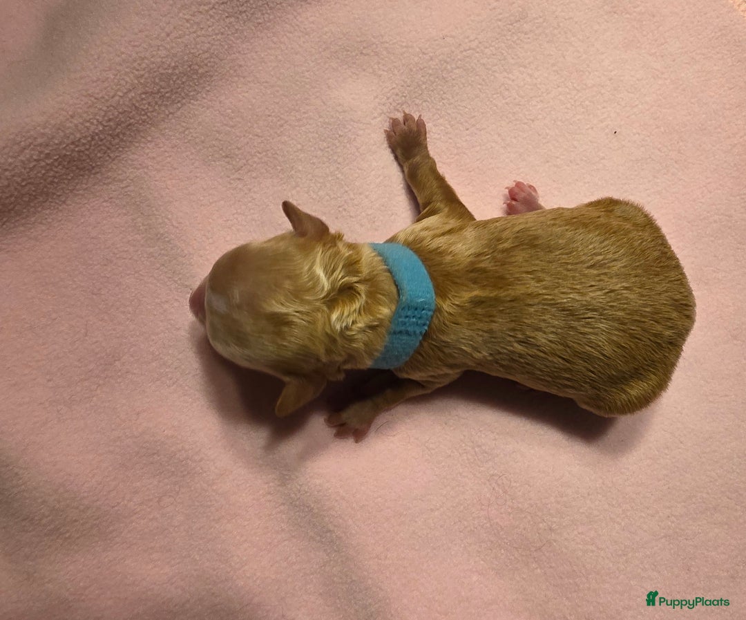 Dwergpoedel honden te koop: Xenna drachtig van 5 puppy's  - Advertentie 20