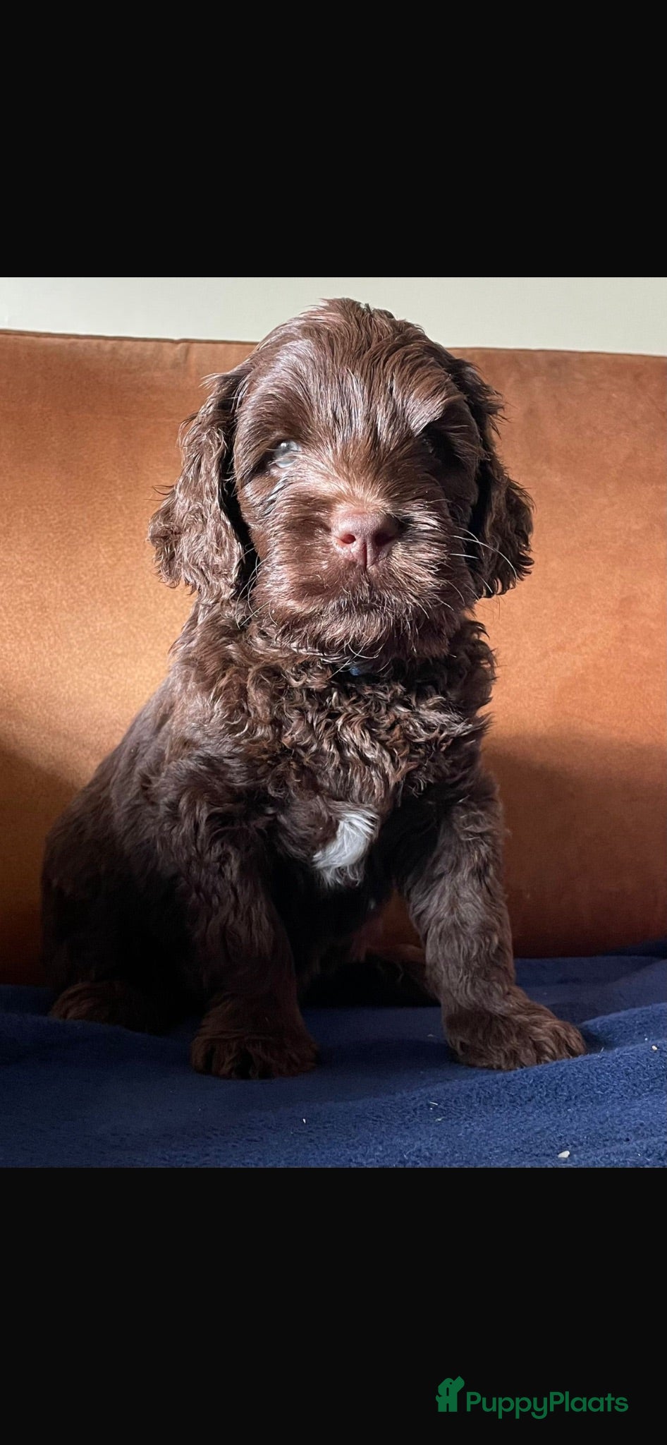 Kruising honden Chocolade medium labradoodle pups met Austr bloed - Advertentie 1