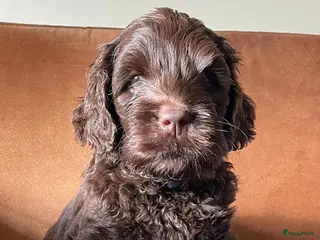 Kruising honden Chocolade medium labradoodle pups met Austr bloed - Advertentie 1