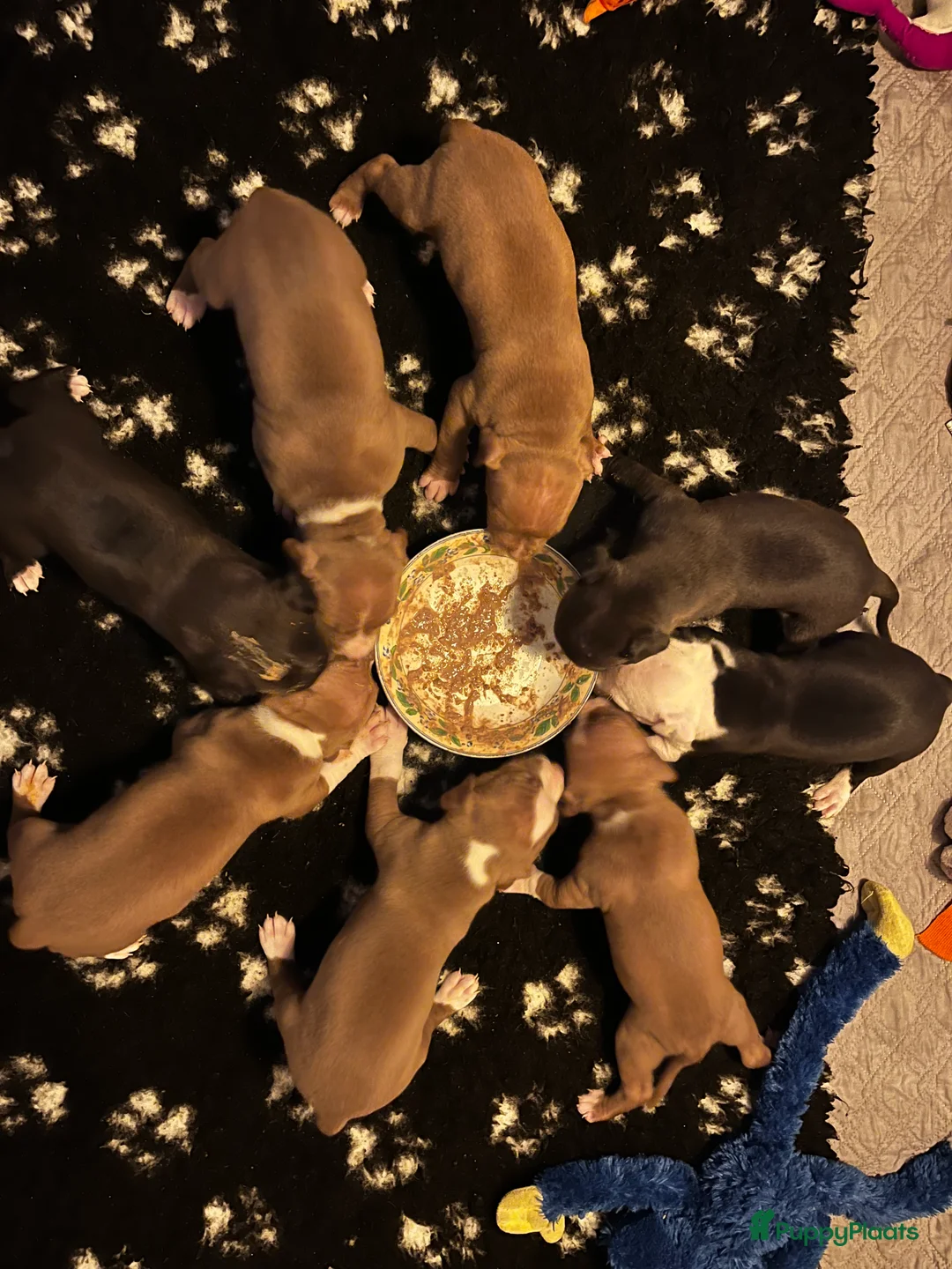 Kruising honden te koop: Pitbull x Amerikaanse Stafford pups - Advertentie 9
