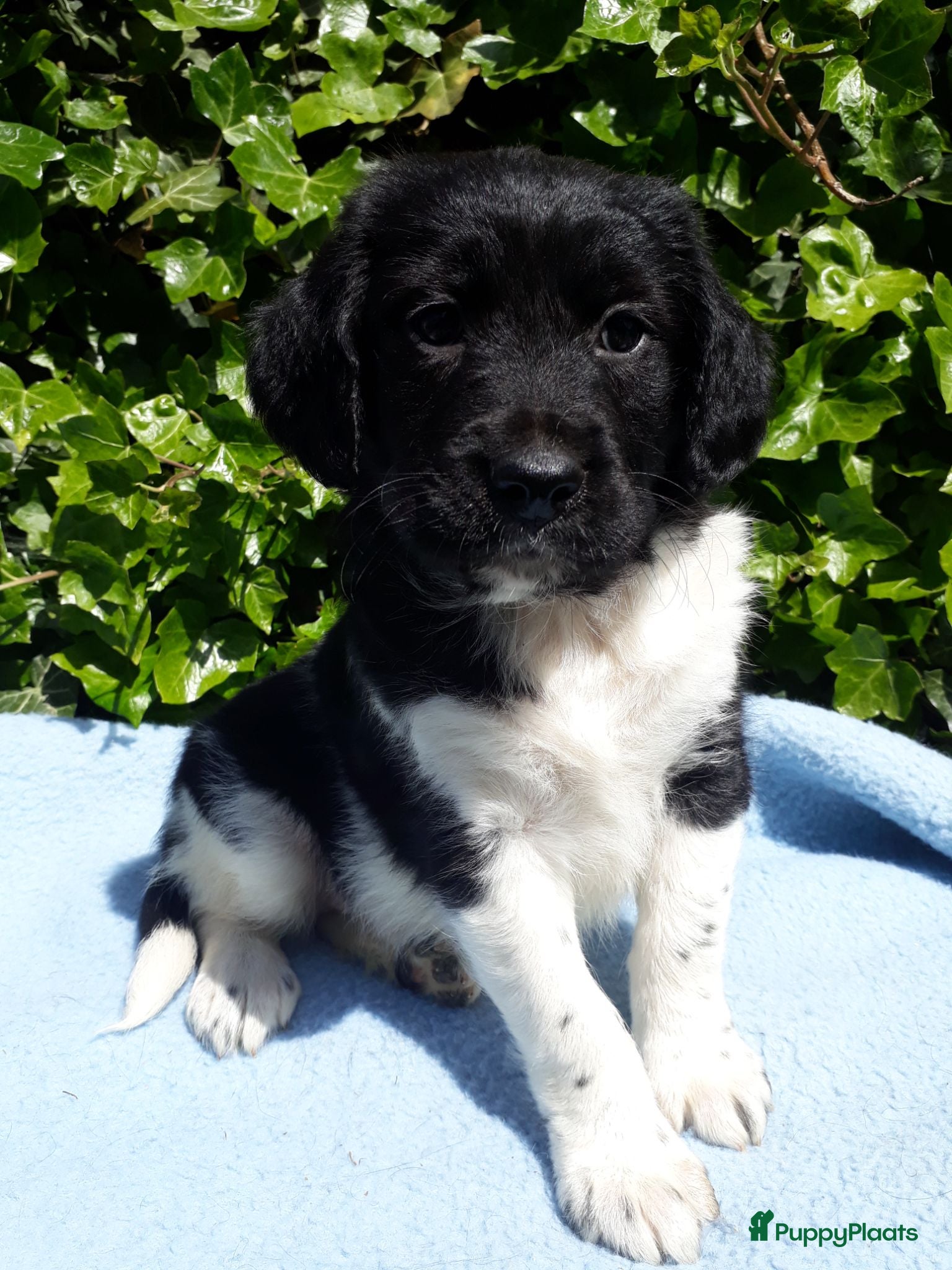 Friese Stabij honden Mooi getekende Friese Stabij pups - Advertentie 1