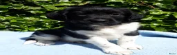 Friese Stabij honden te koop: Mooi getekende Friese Stabij pups(reutjes) - Advertentie 1