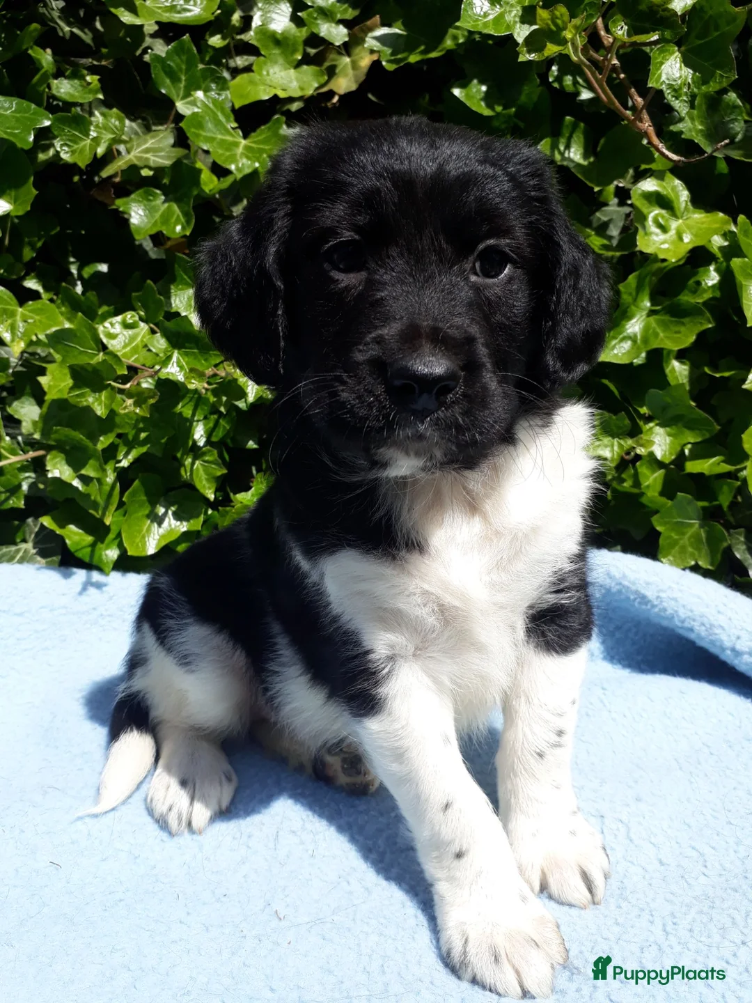 Friese Stabij honden te koop: Mooi getekende Friese Stabij pups(reutjes) - Advertentie 1