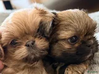 Shih Tzu honden Prachtige Shih Tzu pups - Advertentie 5