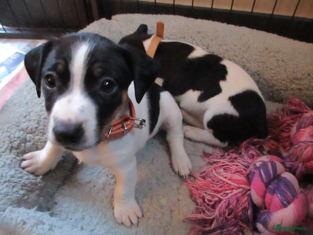 Jack Russel Terriër honden te koop: Jack  russel pups zoeken lief huis! nog 4 pups! - Advertentie 9