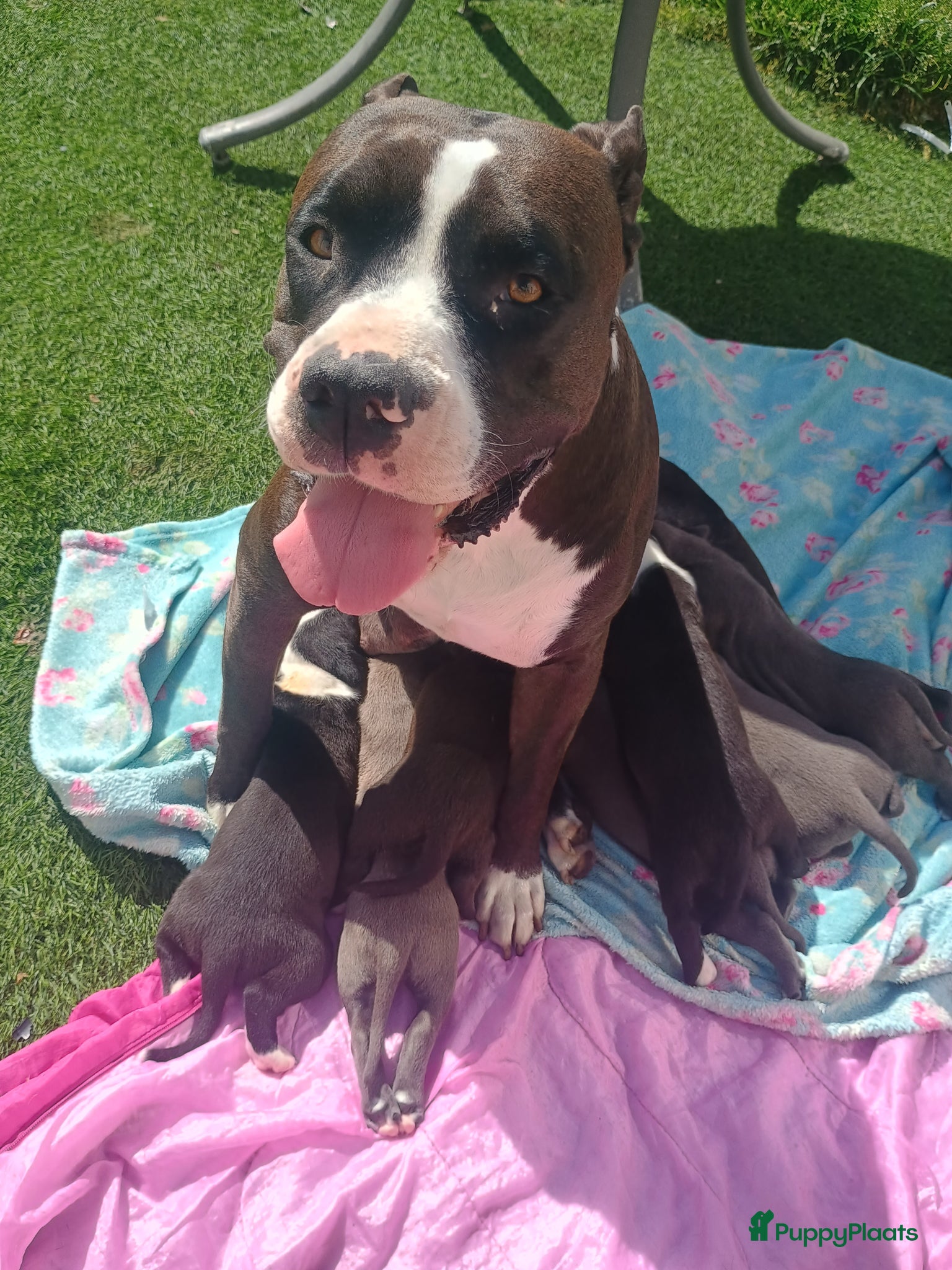 Kruising honden Vader american bully/ moeder pitbull/ amerikanse s - Advertentie 1