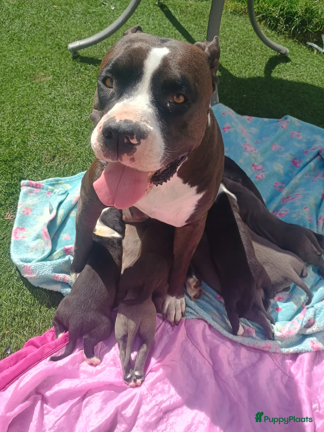 Kruising honden te koop: Vader american bully/ moeder pitbull/ amerikanse s - Advertentie 1