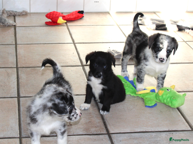 Kruising honden - Advertentie 6