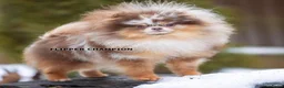 Pomeriaan honden ter dekking: Exclusieve Chocolate Merle Tan Pomeranian Dekreu in Hellouw - Advertentie 1