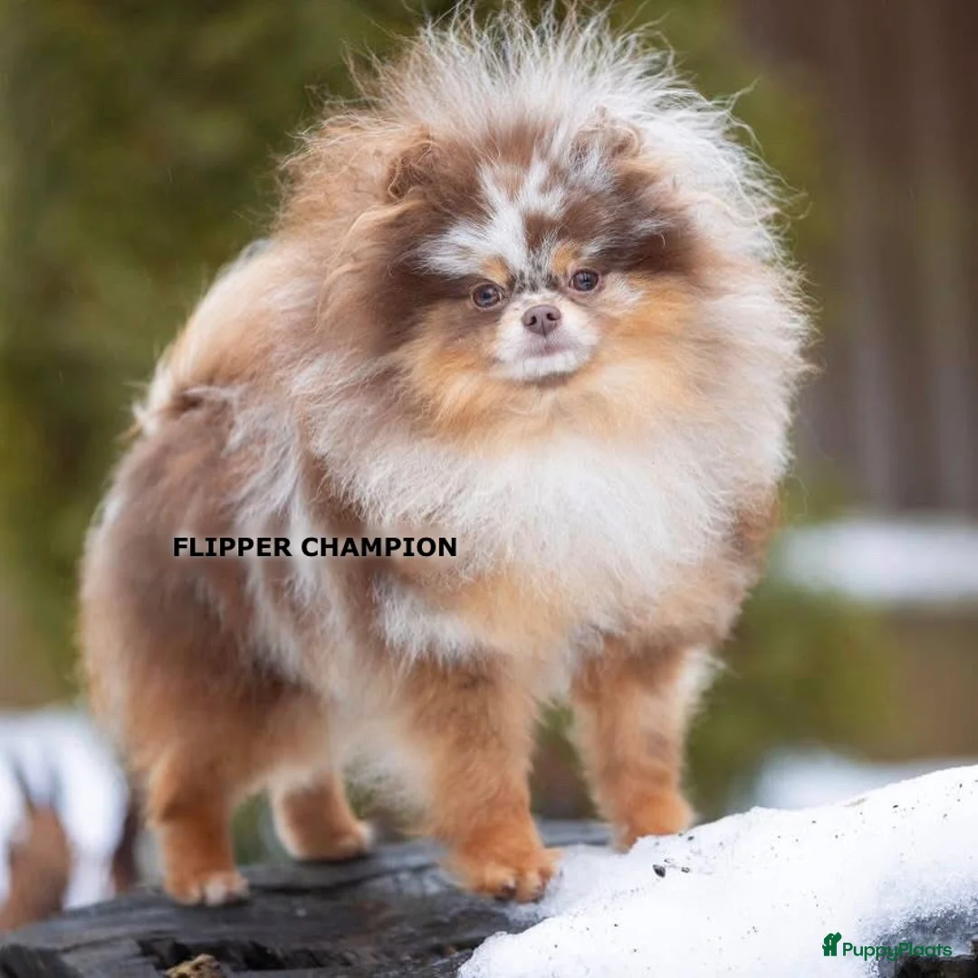 Pomeriaan honden ter dekking: Exclusieve Chocolate Merle Tan Pomeranian Dekreu in Hellouw - Advertentie 1