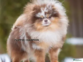 Pomeriaan honden Exclusieve Chocolate Merle Tan Pomeranian Dekreu - Advertentie 1