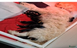 Border Collie honden te koop: Prachtige pups Border Collie/Barbado da Terceira - Afbeelding 6