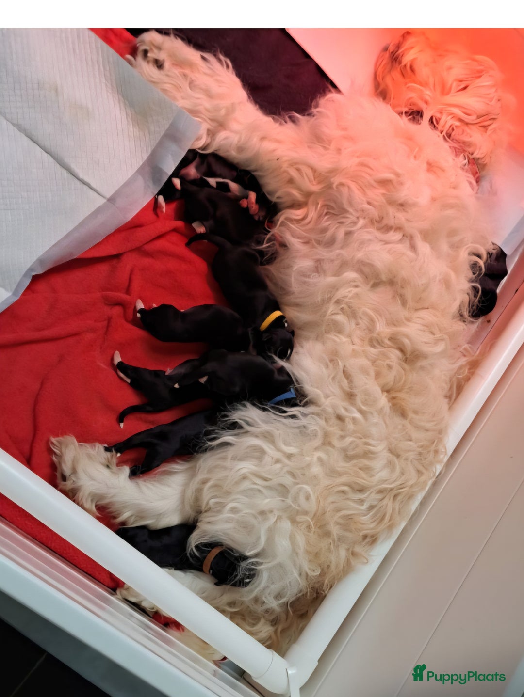 Border Collie honden te koop: Prachtige pups Border Collie/Barbado da Terceira - Afbeelding 6