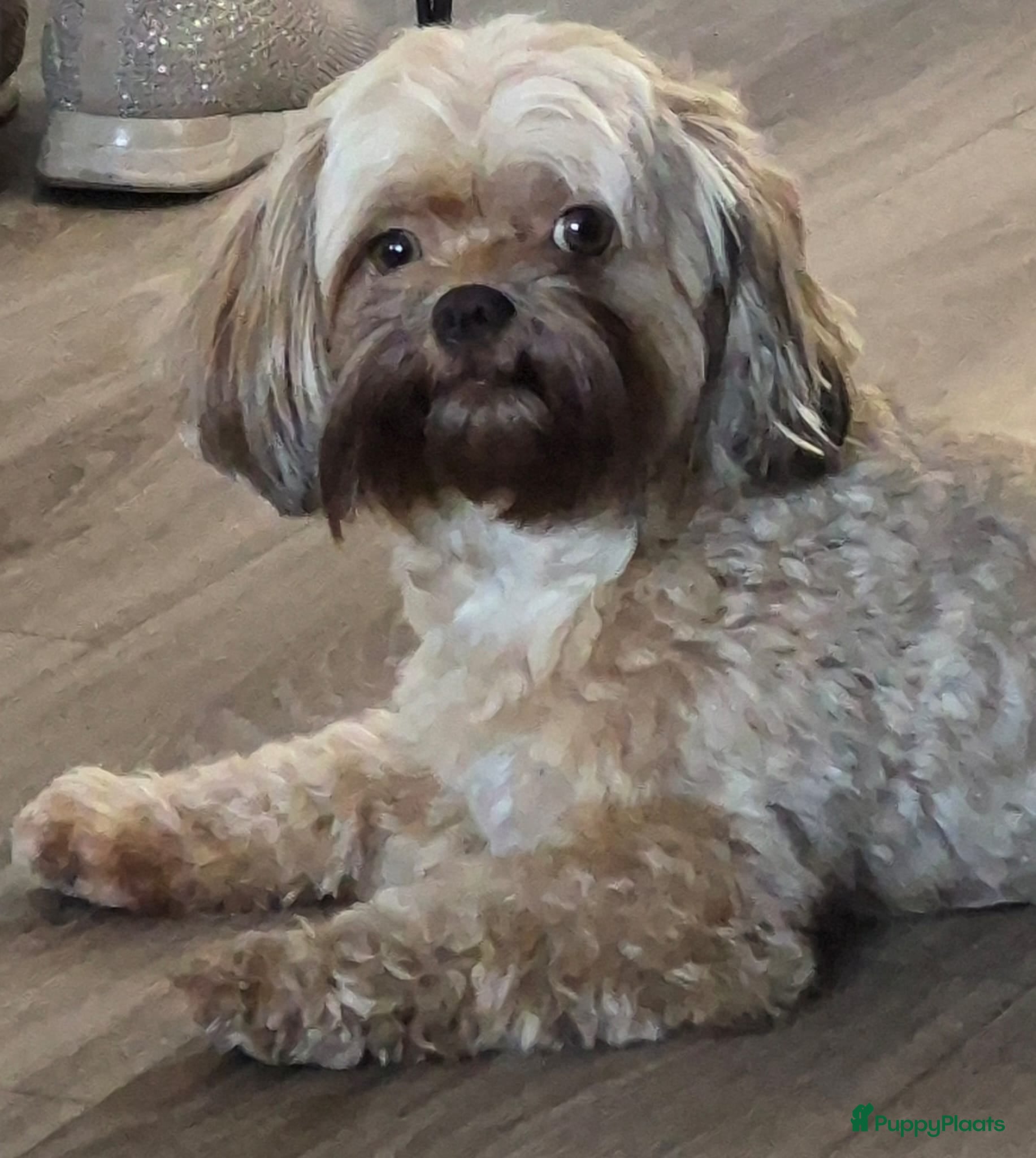 Maltipoo honden Maltipoo-Toy Poedel-pups - Advertentie 1