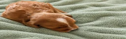 Australian Labradoodle honden te koop: te koop Australian Labradoodle minie - Advertentie 7