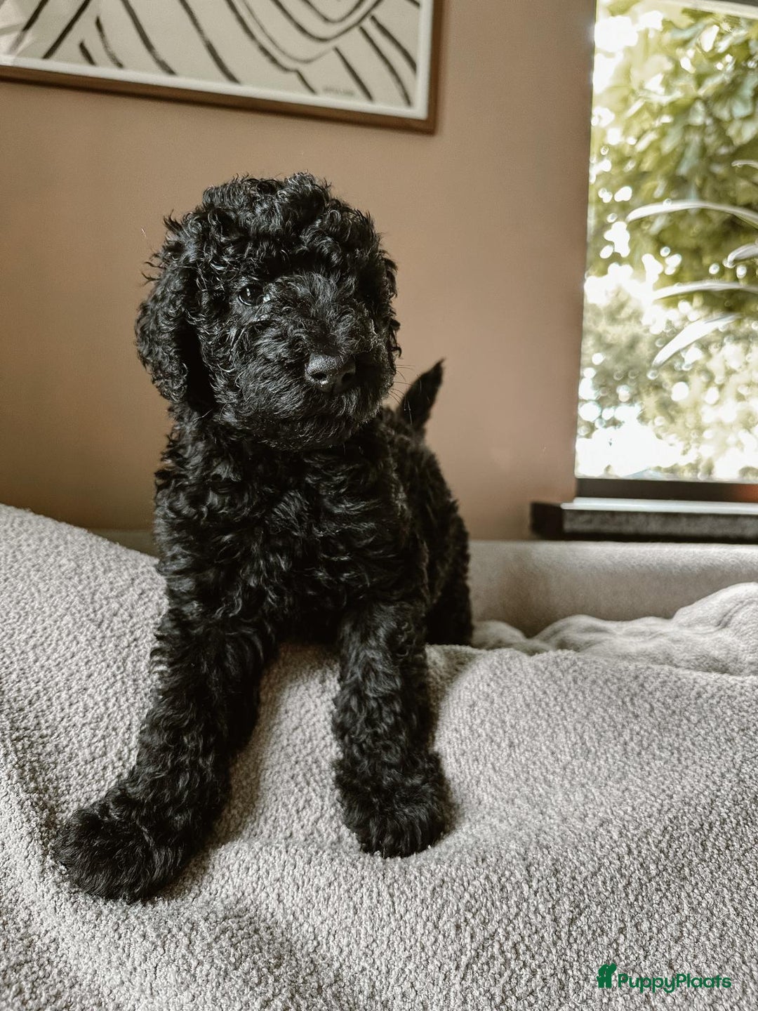 Poedel honden te koop: koningspoedel pups - Afbeelding 4
